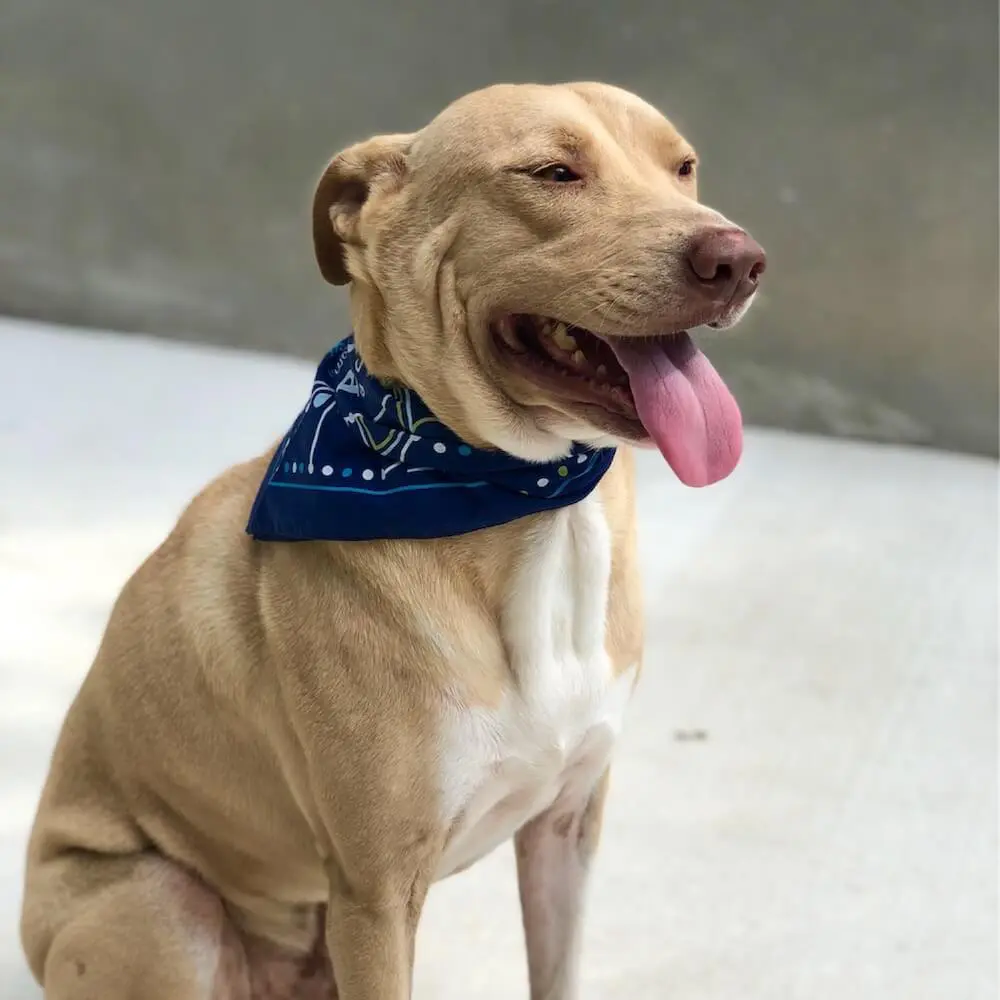 Dog with Buie bandana