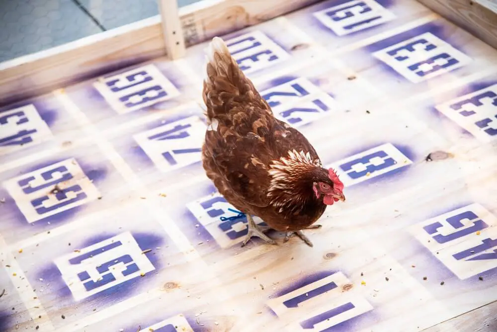Hill County Conservancy's Hill Country Nights gala chicken bingo