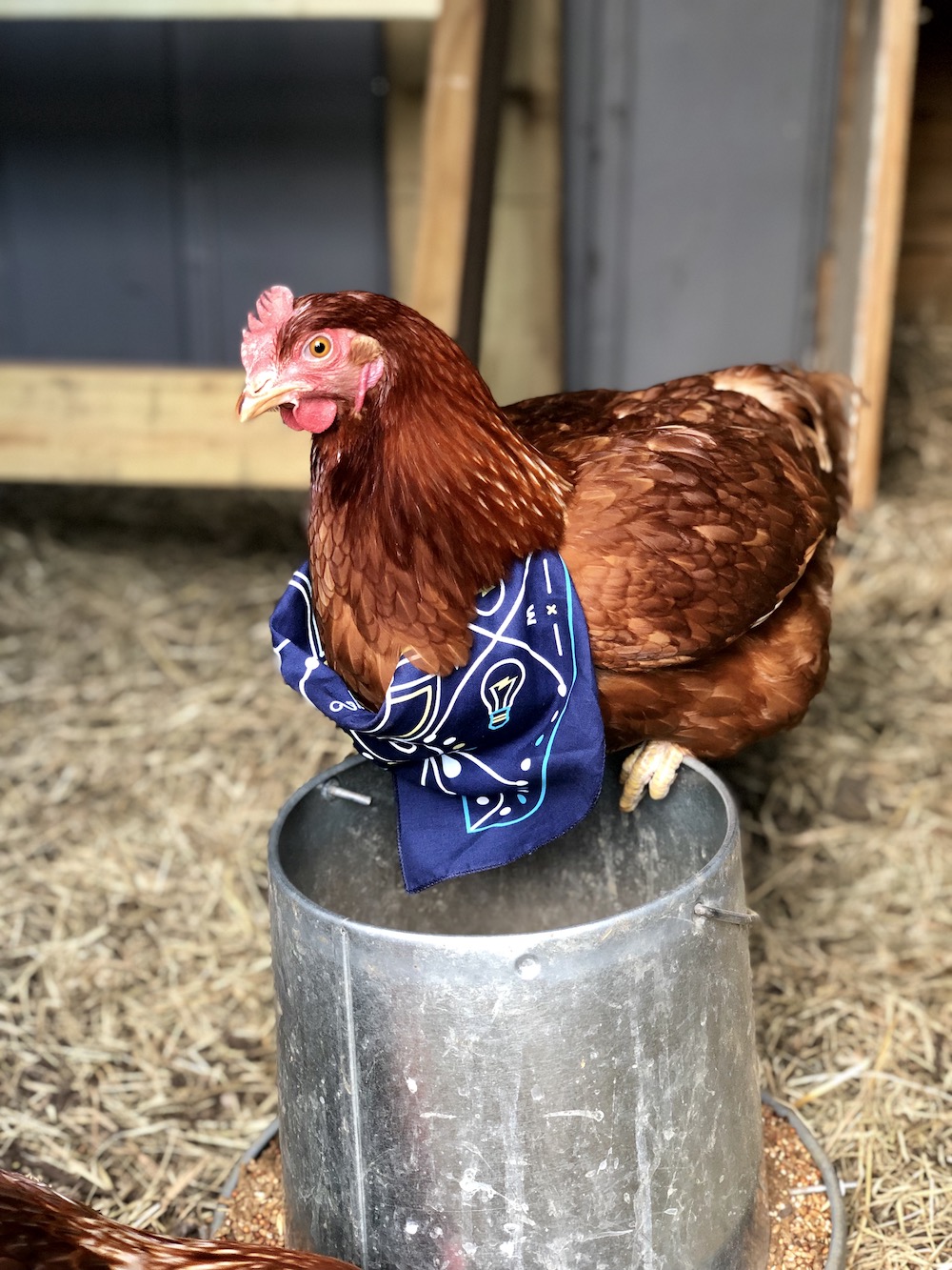 Buie & Company bandana on chicken